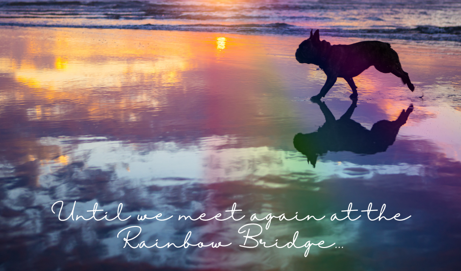 A dog runs across a beautiful beach at sunset. 