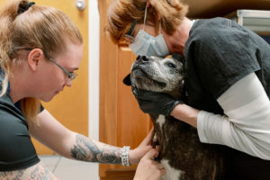 Two veterinary technicians draw blood from a dog for diagnostics.