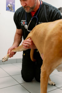 Dr. Peterson extends a dogs back leg during an orthopedic evaluation.
