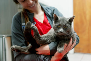 A vet holds a gray cat.