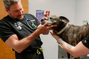 A dog is examined by a vet at an annual wellness exam.
