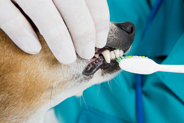 A close up view of a dog getting its teeth brushed by a vet.