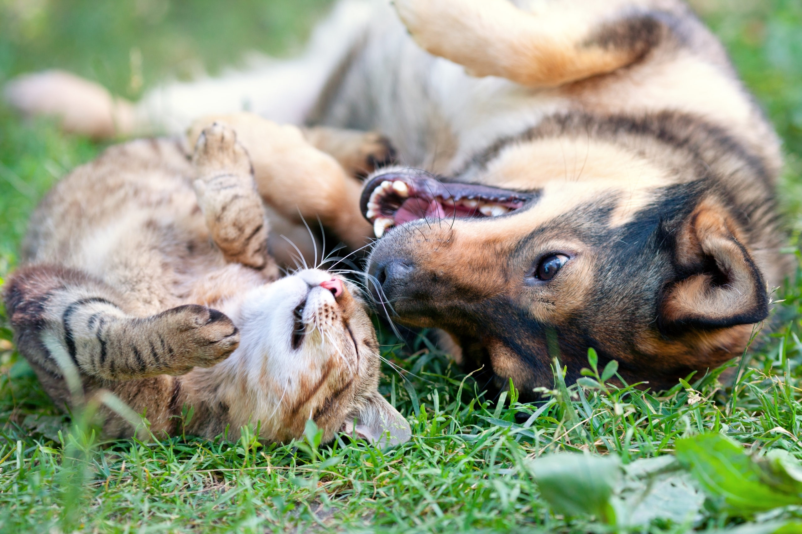 A dog and cat lay on their backs in the grass playing together
